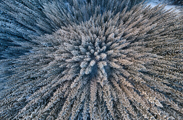 Aerial foggy landscape with evergreen pine trees covered with fresh fallen snow after heavy snowfall in winter mountain forest on cold quiet evening