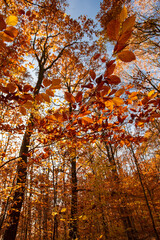 Autumn in the forest. Sunny afternoon.