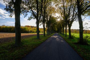 Baumallee im Herbst