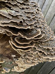 close up of mushrooms on firewood