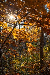Autumn in the forest. Sunny afternoon. Oak tree. 