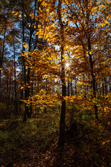 Autumn in the forest. Sunny afternoon.
