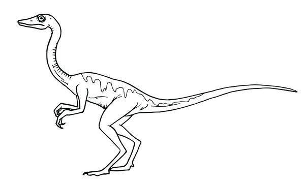 Procompsognathus dinosaur vector stock illustration.