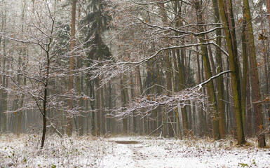 Fototapeta na wymiar First snow in the forest. Upper Silesia in Poland. 