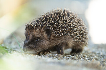 Baby Igel - Stockfoto