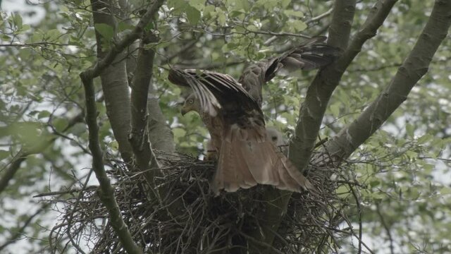 red kite nest - offspring, germany