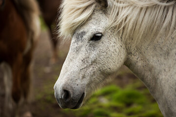 Profile portrait of a beautiful Icelandic white horse.