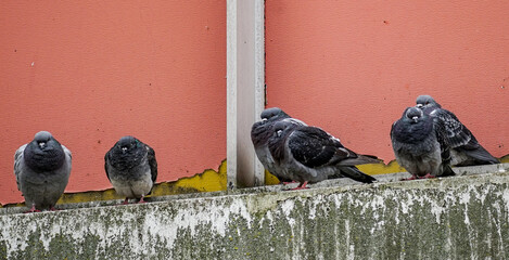 Pigeons sit on a concrete cornice © Ula Chlebinska