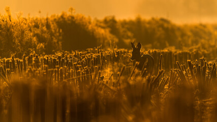 Sarna o wschodzie słońca w jesiennych kolorach  © Damian