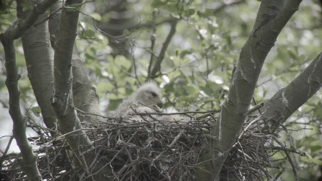 red kite nest - offspring, germany