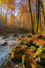 water stream in the forest. beautiful autumn nature scenery with colorful foliage on the trees. mossy stones on the shore. warm sunny weather