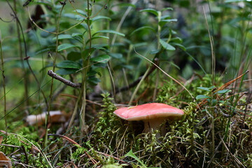 Pink russula close-up in the forest among the grass and moss against the background of green lingonberry twigs on a sunny evening in late summer.