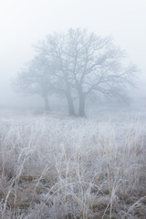 Wonderful oak trees in middle of frozen field. Amazing winter landscape. Good illustration.