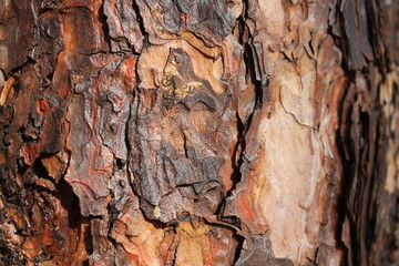 Tree bark texture background