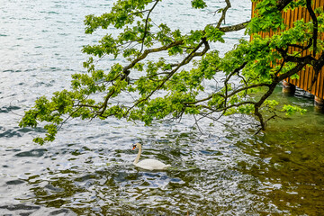 Meisterschwanden, Hallwilersee, See, Seeufer, Seeuferweg, Naturschutzgebiet, Dorf,  Naturschutzgebiet, Wasservogel, Schwan, Schifffahrt, Aargau, Sommer, Schweiz