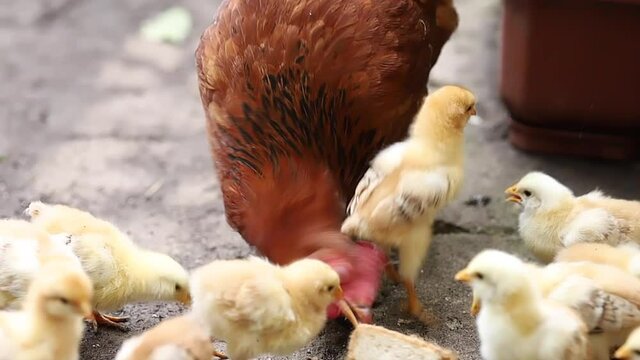 behind the fence a chicken is a kvochka with its chickens. High quality FullHD footage