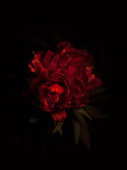 Red peony flower, close-up with selective focus and dark blurred background. Low key beautiful blooming peony picture for decoration