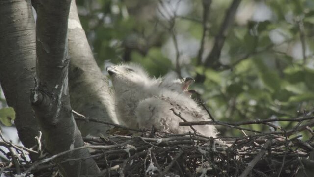 red kite nest - offspring, germany