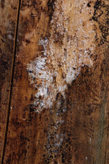 Close up of an old pine bark eaten by insects