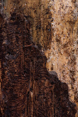Close up of an old pine bark eaten by insects