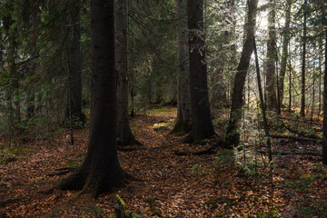 The forest is waiting for winter.