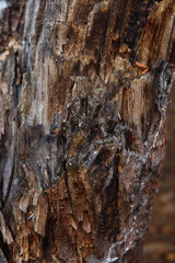 Close up of an old pine bark eaten by insects