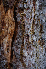 Close up of amber resin on pine bark.