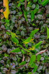 hojas con flores en medio Quetzaltenango