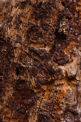 Close up of an old pine bark eaten by insects