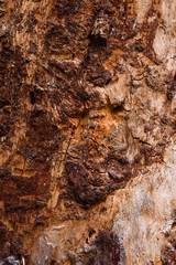 Close up of an old pine bark eaten by insects