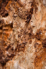 Close up of an old pine bark eaten by insects