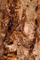 Close up of an old pine bark eaten by insects
