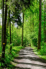 Meisterschwanden, Wald, Waldweg, Hallwilersee, See, Seeufer, Seeuferweg, Naturschutzgebiet, Dorf,  Naturschutzgebiet, Schifffahrt, Aargau, Sommer, Schweiz