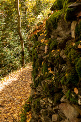Trail in autumn landscapes in the forest