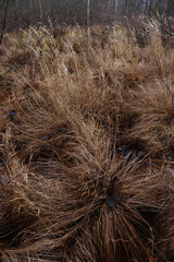 Field dried grass in late autumn