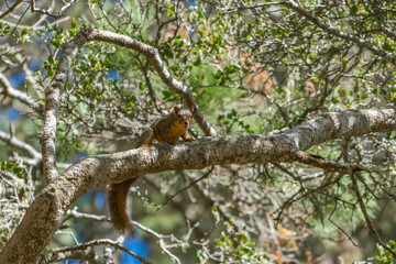 Ground Squirrel