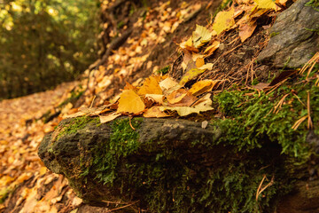 Trail in autumn landscapes in the forest