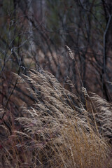 Obraz premium Field dried grass in late autumn