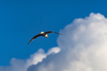 Sky Seagull