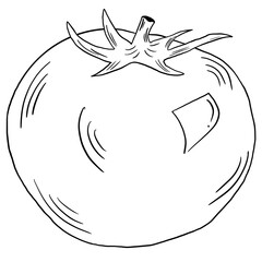 Vegetable sketch ink illustration. Set of hand drawn ink sketch tomato. Organic eco food. Fresh whole vegetable.