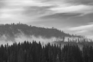 Papier Peint photo Autocollant Forêt dans le brouillard Brouillard de montagne