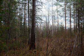 The forest is waiting for winter.