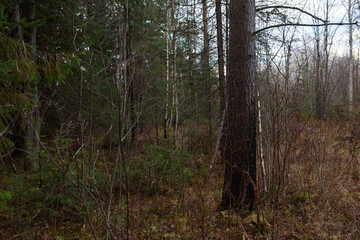 The forest is waiting for winter.