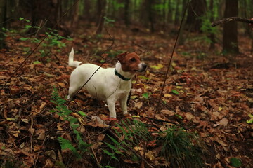 Pies myśliwski w lesie. Jack Russell Terrier. Hunting dog in the woods. - obrazy, fototapety, plakaty