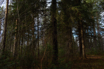 The forest is waiting for winter.