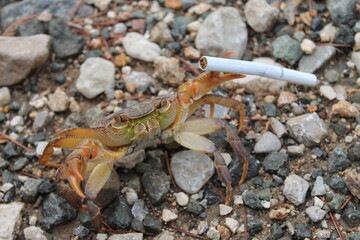 Crab holding a cigarette with his claws
