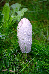 Big edible edible white dung beetle mushroom in the forest.