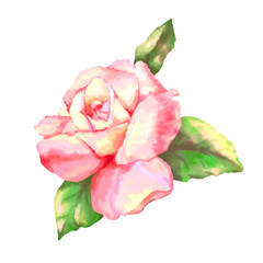 Fototapeta na wymiar Pink rose on a white background. Watercolor vector illustration. Vector illustration