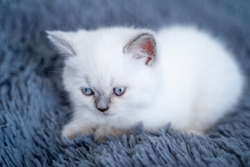 Little shorthair cat laying on blue furry blanket and resting. Kitten concept. Domestic animals. Full length