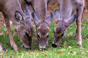 White - tailed deer - hind and  two young fawns